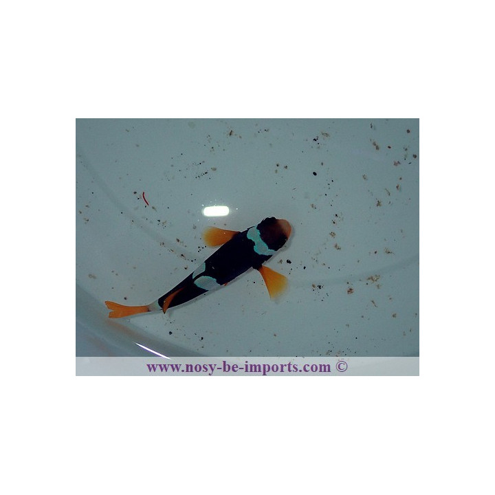 Amphiprion clarckii