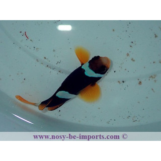 Amphiprion clarckii