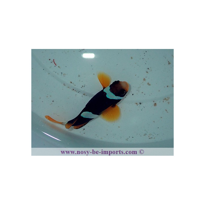 Amphiprion clarckii
