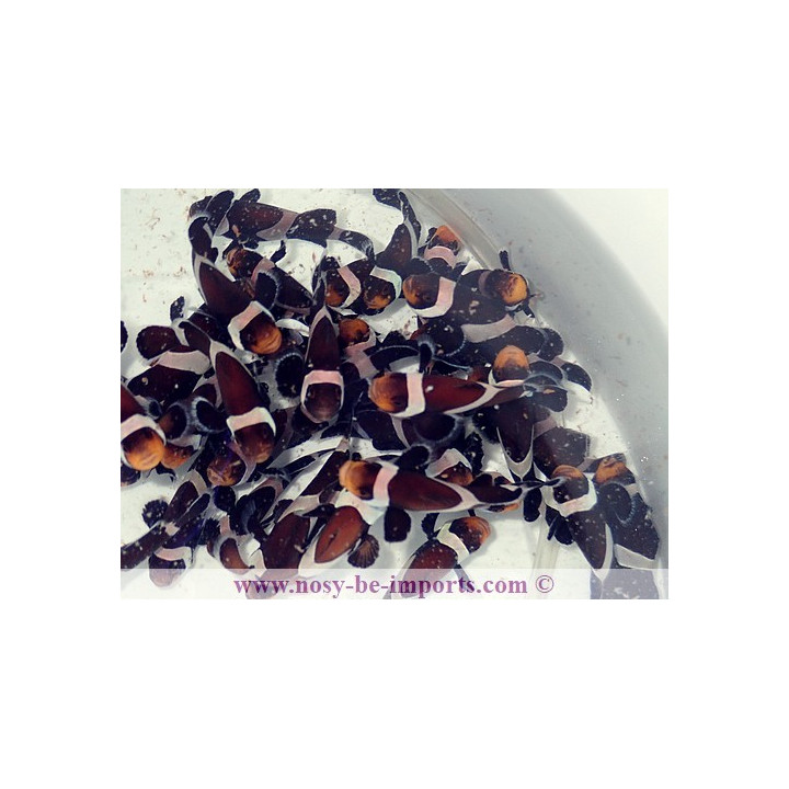 Amphiprion darwini noirs
