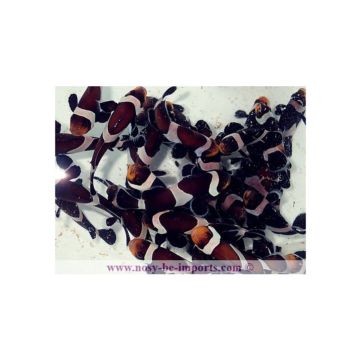 Amphiprion darwini noirs