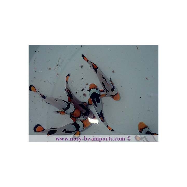 Amphiprion percula Picasso Onyx