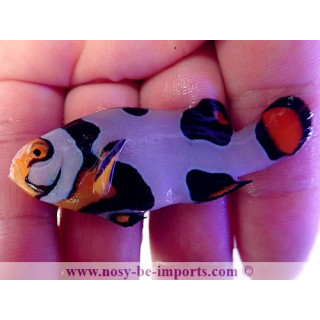 Amphiprion percula Picasso Onyx