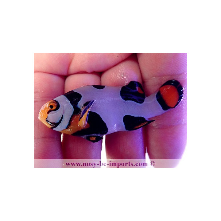 Amphiprion percula Picasso Onyx