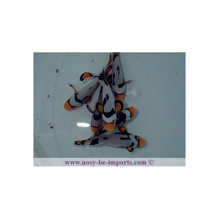 Amphiprion percula Picasso Onyx