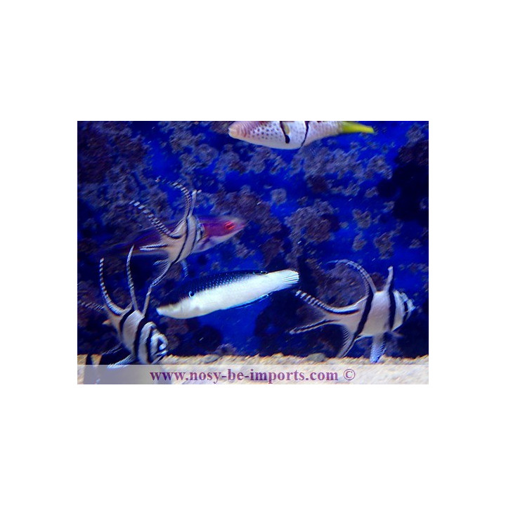 Anampses neoguinacus