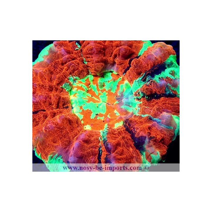 Acanthophyllia deshayesiana multicolore Premium