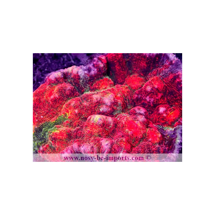 Echinophyllia sp. multicolore Premium