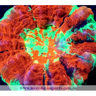 Acanthophyllia deshayesiana multicolore Premium WYSIWYG