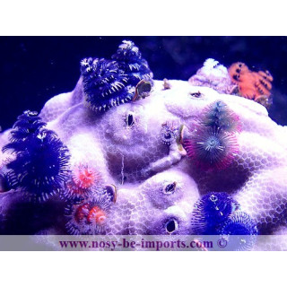 Christmas rock XL WYSIWYG 3