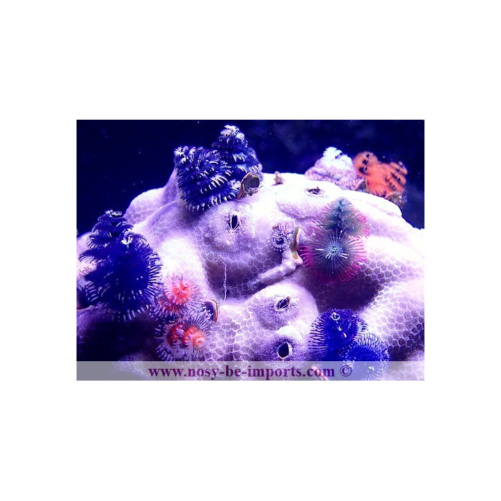 Christmas rock XL WYSIWYG 3