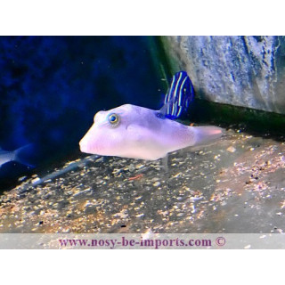 Canthigaster compressa
