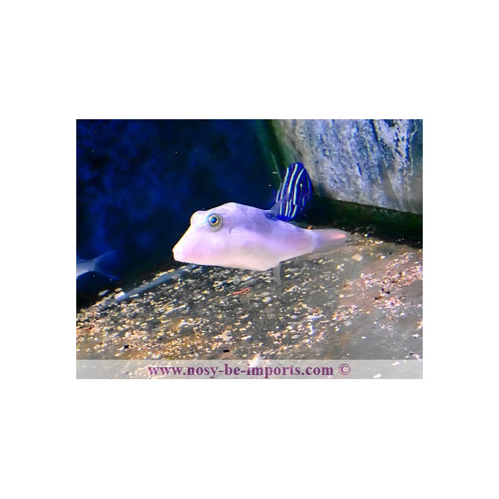 Canthigaster compressa