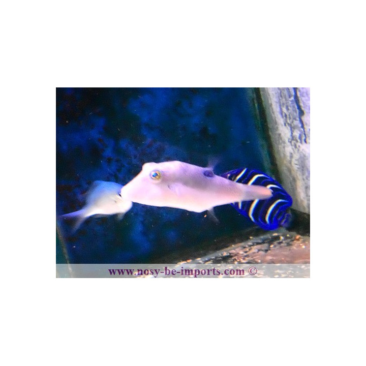Canthigaster compressa