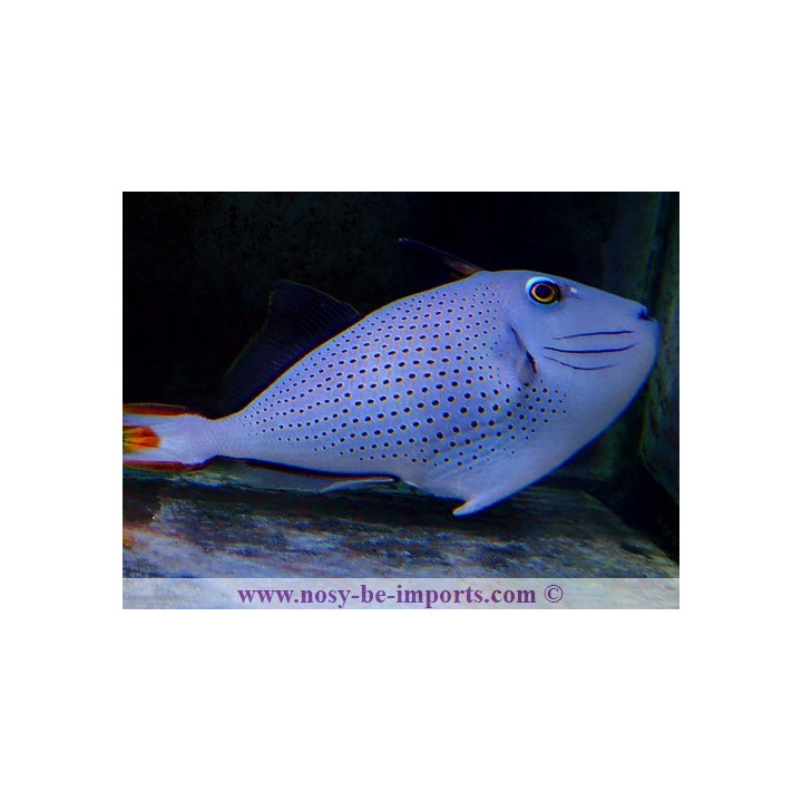 Xanthichthys ringens