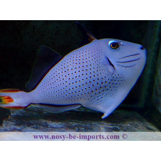 Xanthichthys ringens