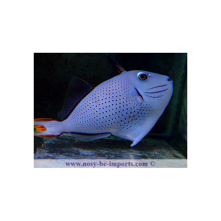 Xanthichthys ringens