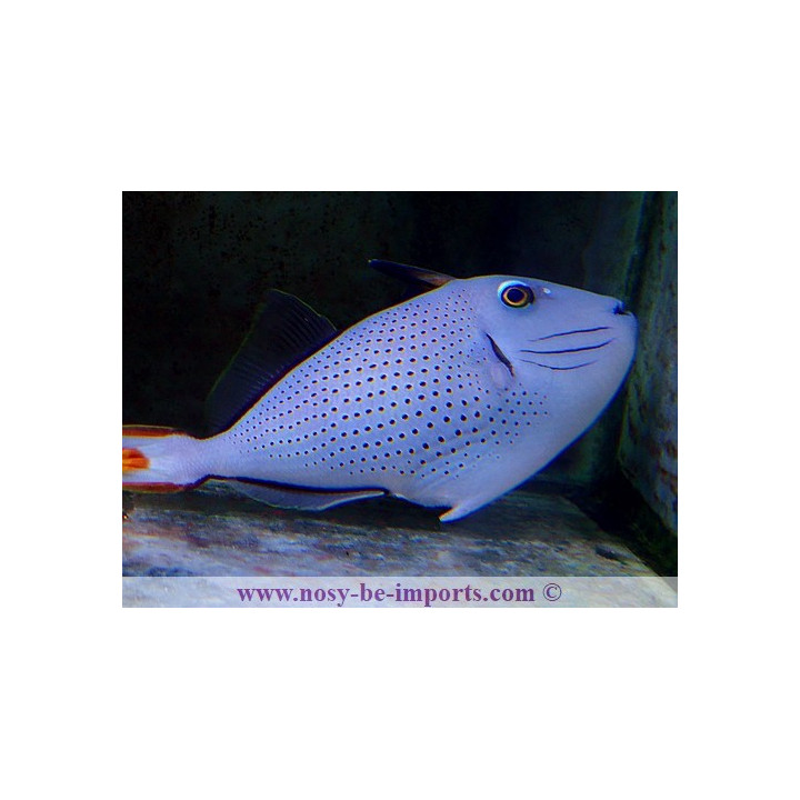 Xanthichthys ringens