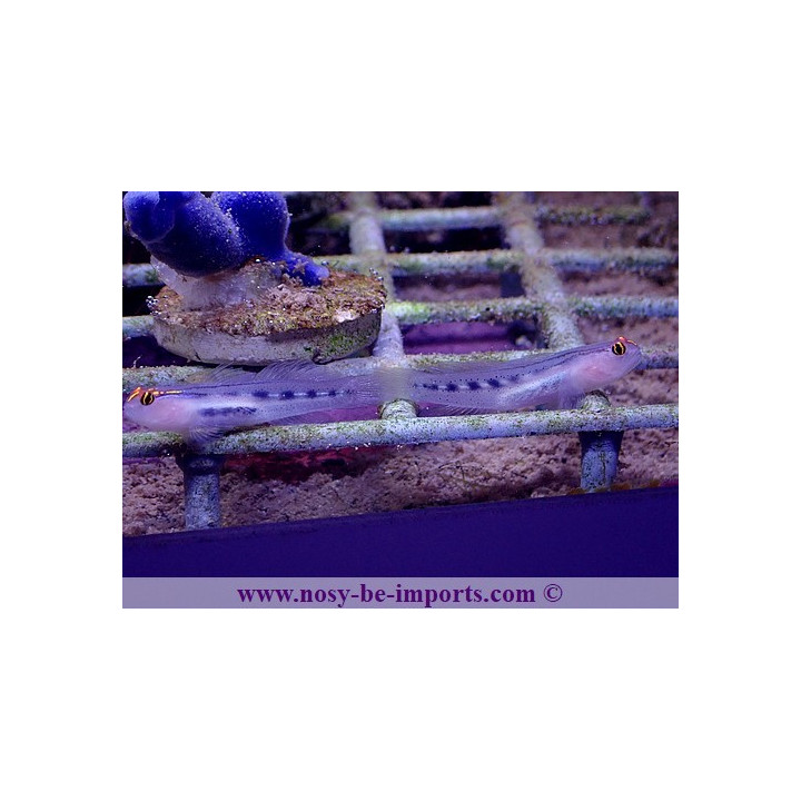 Gobiosoma puncticulatus - Elacatinus puncticulatus