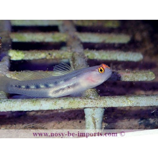 Gobiosoma puncticulatus - Elacatinus puncticulatus