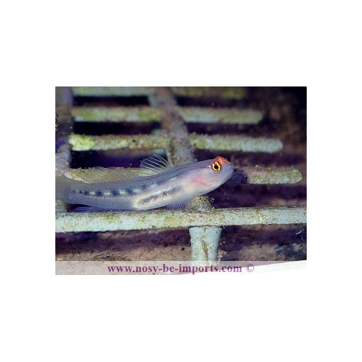 Gobiosoma puncticulatus - Elacatinus puncticulatus
