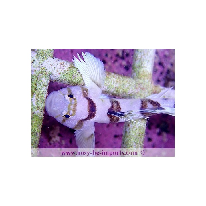 Priolepis nocturna