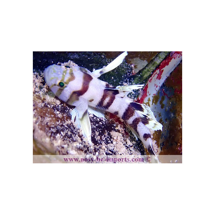 Priolepis nocturna