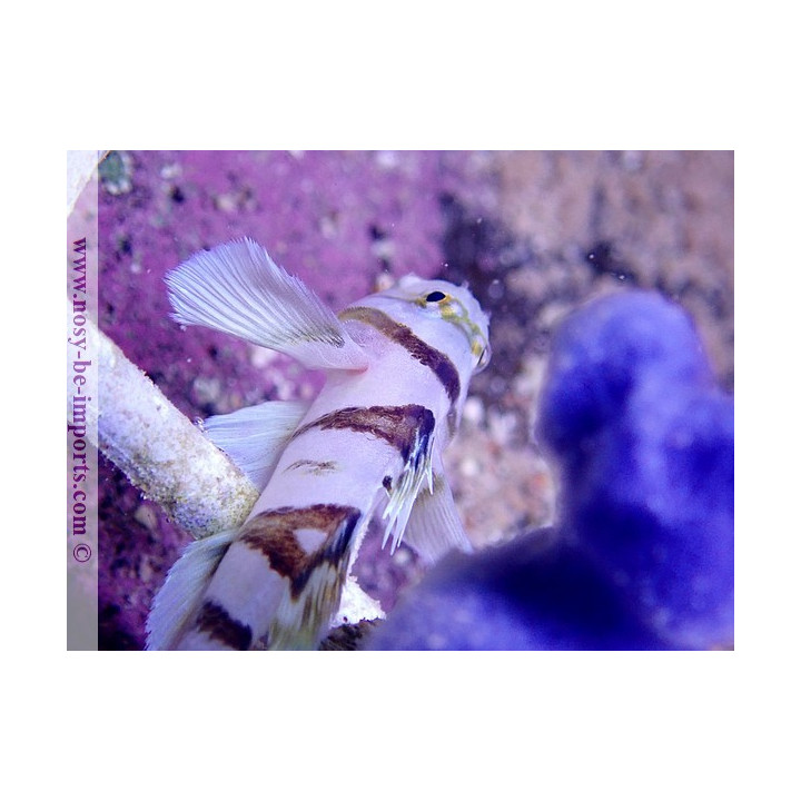 Priolepis nocturna