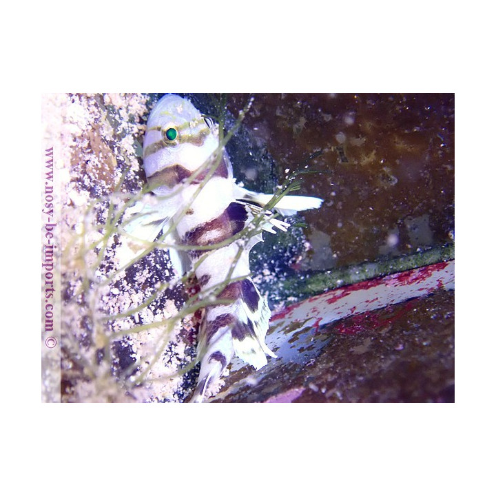 Priolepis nocturna