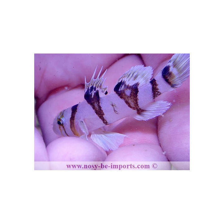 Priolepis nocturna