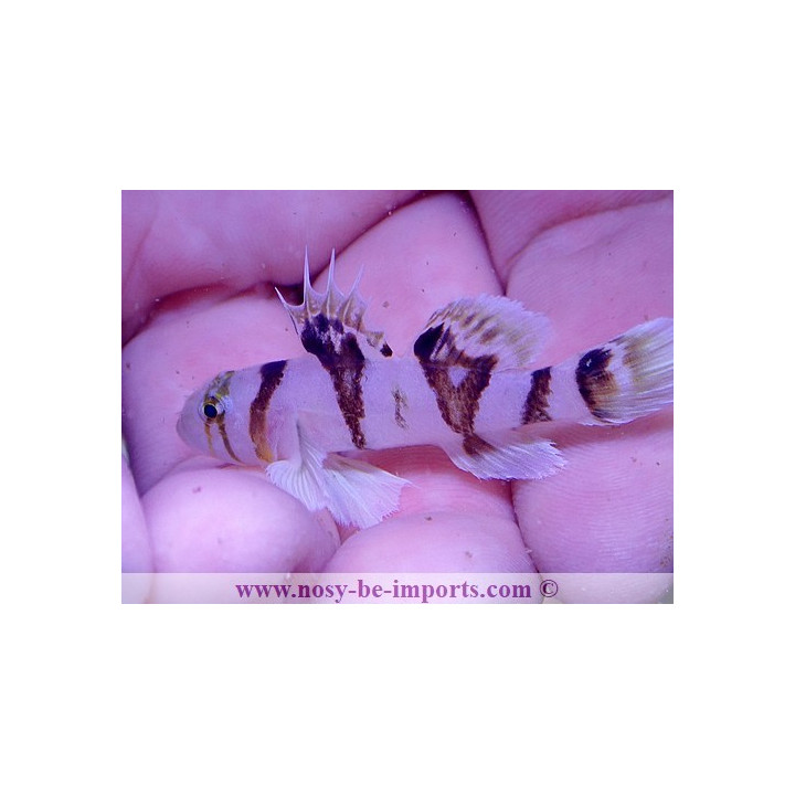 Priolepis nocturna