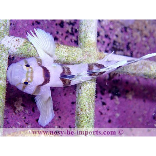 Priolepis nocturna
