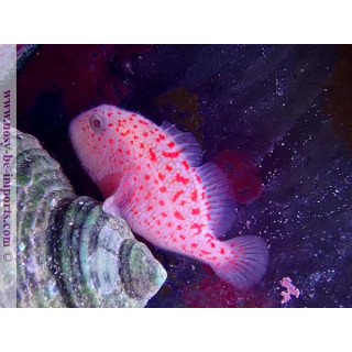 Caracanthus madagascariensis