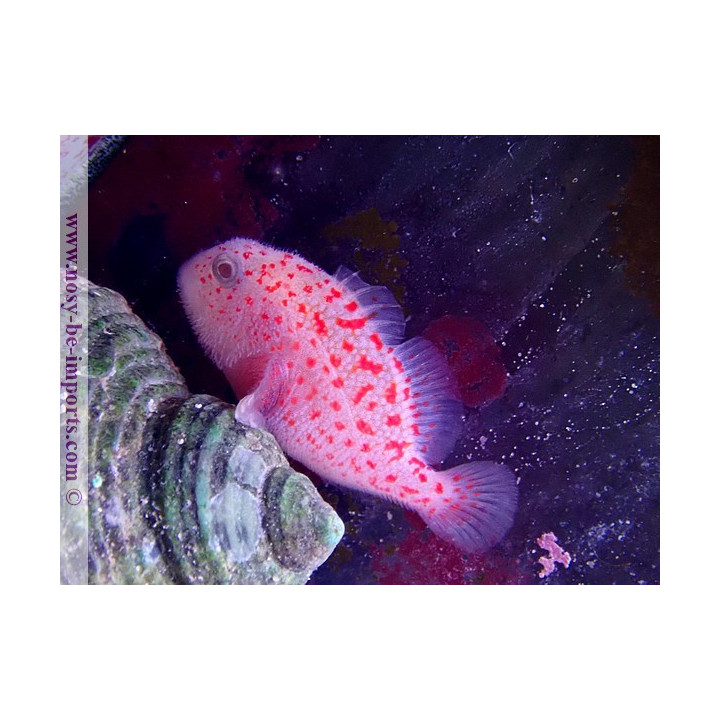 Caracanthus madagascariensis