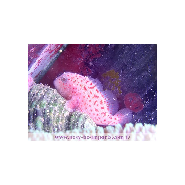 Caracanthus madagascariensis