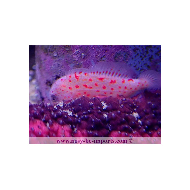 Caracanthus madagascariensis
