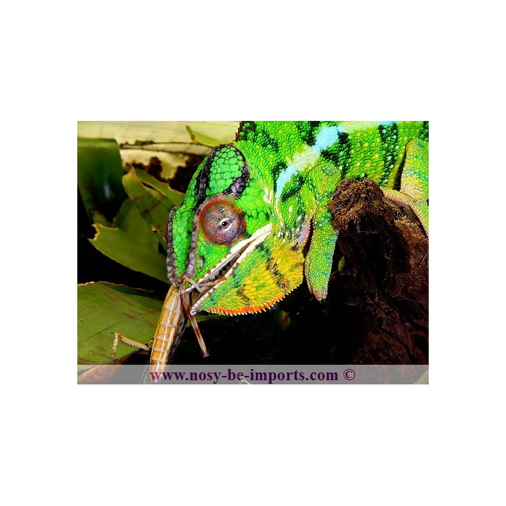 Furcifer pardalis Mitsios mâle