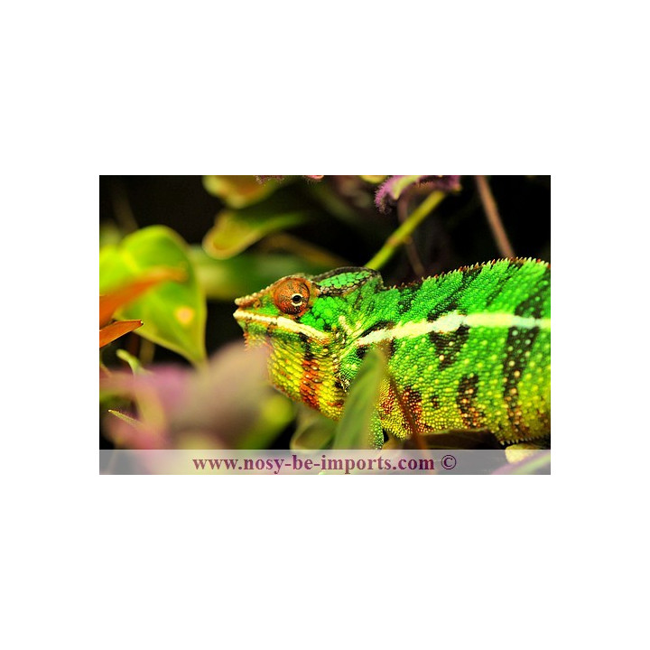 Furcifer pardalis Mitsios mâle