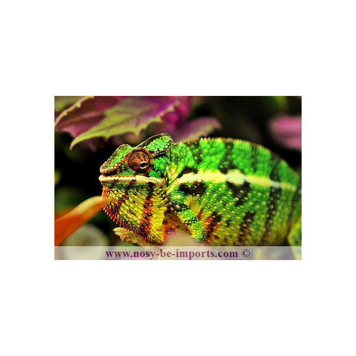 Furcifer pardalis Mitsios mâle