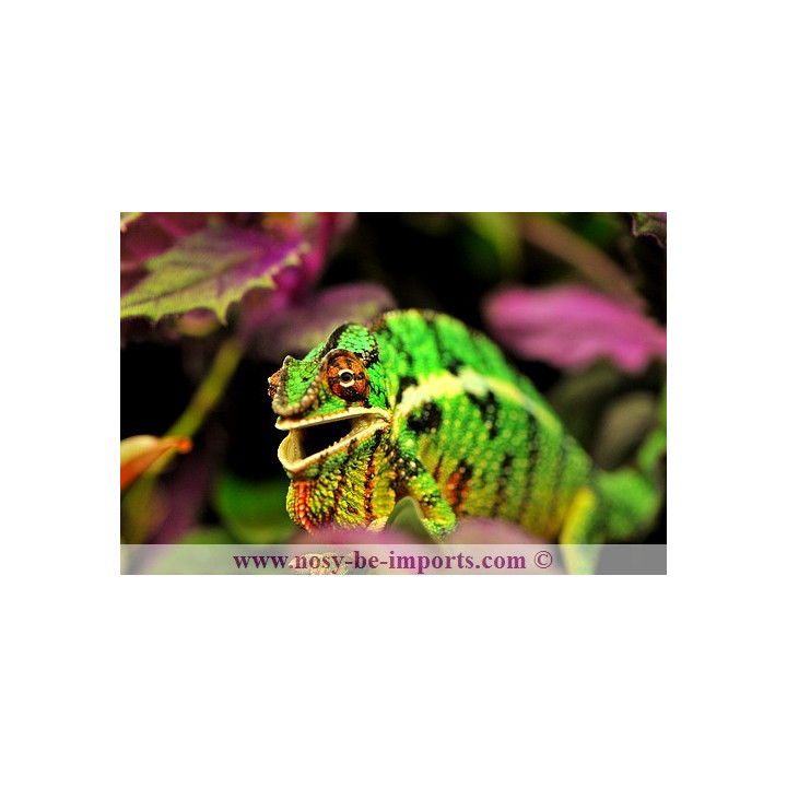 Furcifer pardalis Mitsios mâle