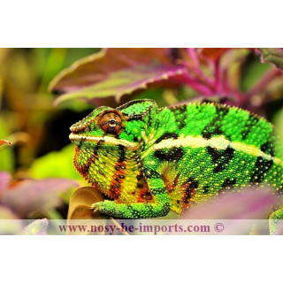 Furcifer pardalis Mitsios mâle