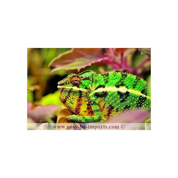 Furcifer pardalis Mitsios mâle