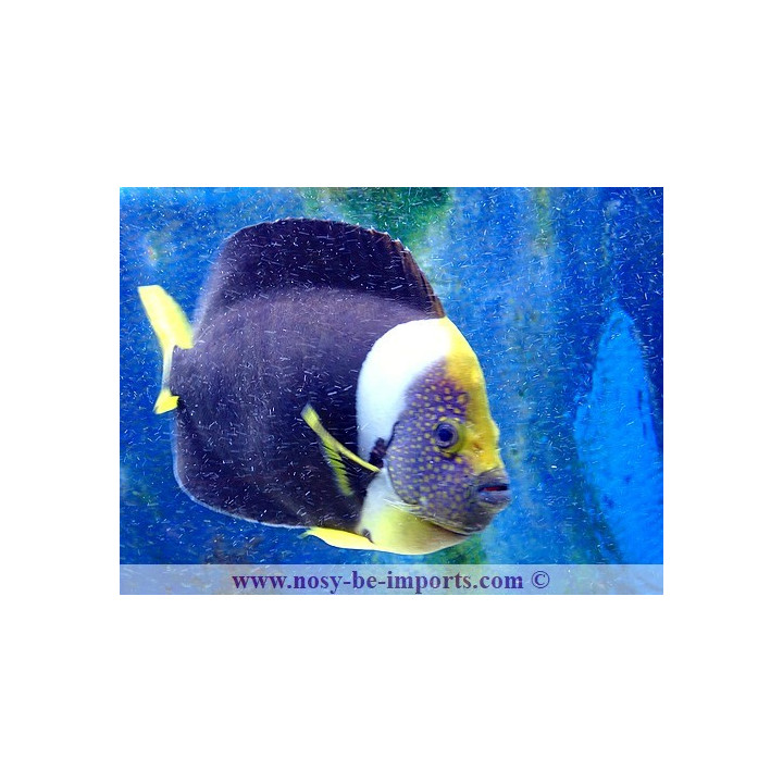 Chaetodontoplus meredithi