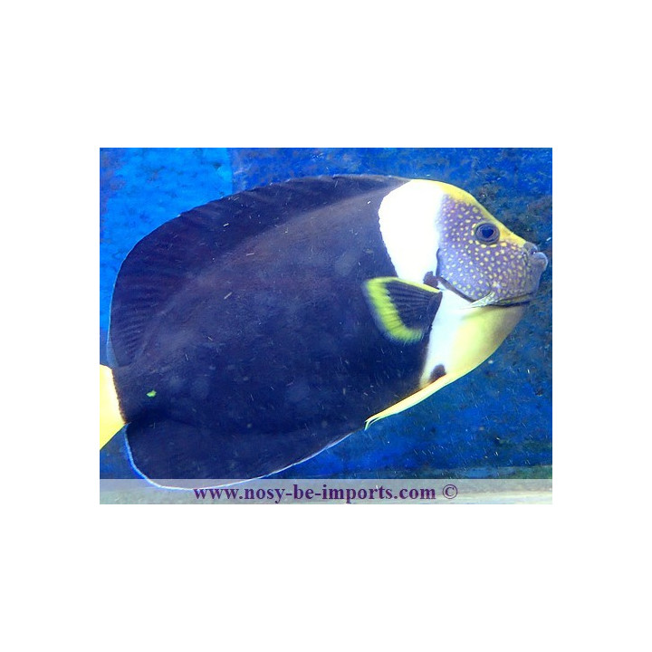Chaetodontoplus meredithi