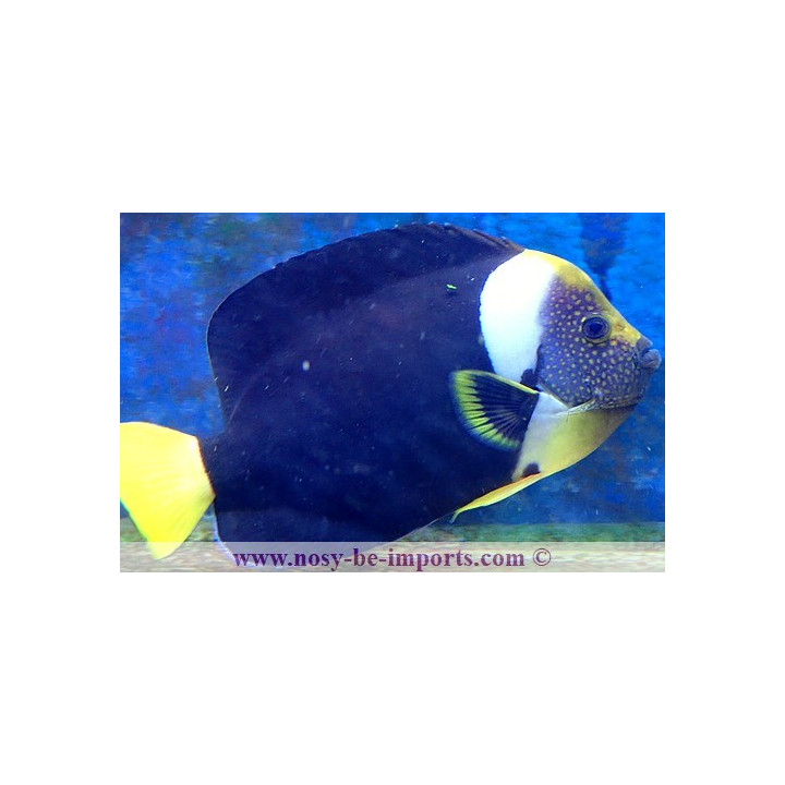 Chaetodontoplus meredithi