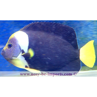 Chaetodontoplus meredithi