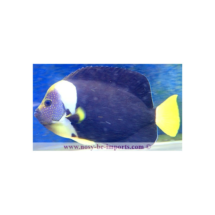 Chaetodontoplus meredithi