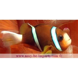 Amphiprion akindynos