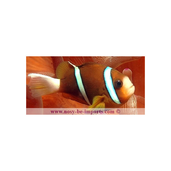 Amphiprion akindynos