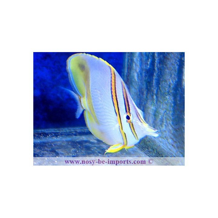 Chelmon marginalis